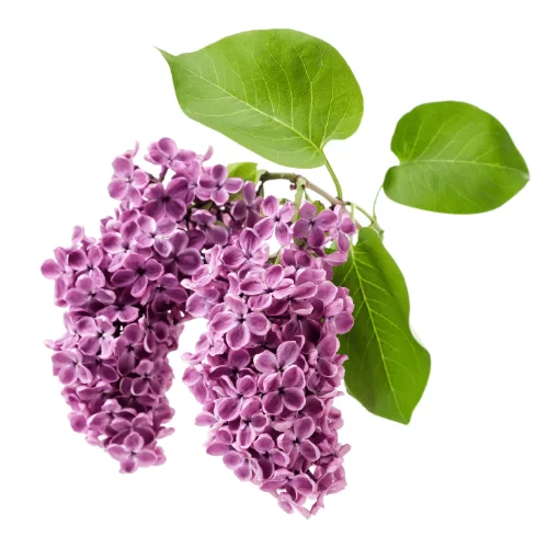 Tử Đinh Hương Tử Đinh Hương