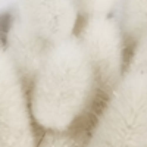 Xạ Hương Xạ Hương