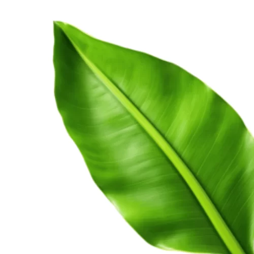 Amyl Salicylat Amyl Salicylat