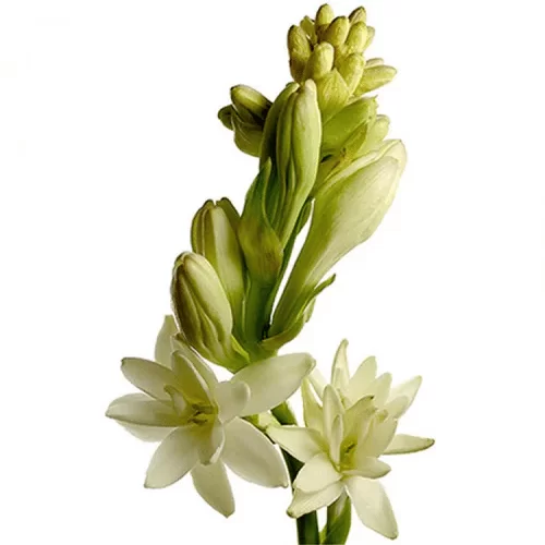 Cây Cam Tùng Cây Cam Tùng