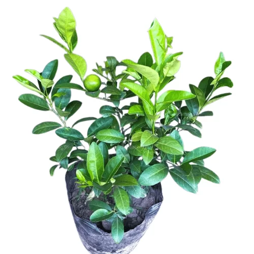 Cây Chanh Cây Chanh