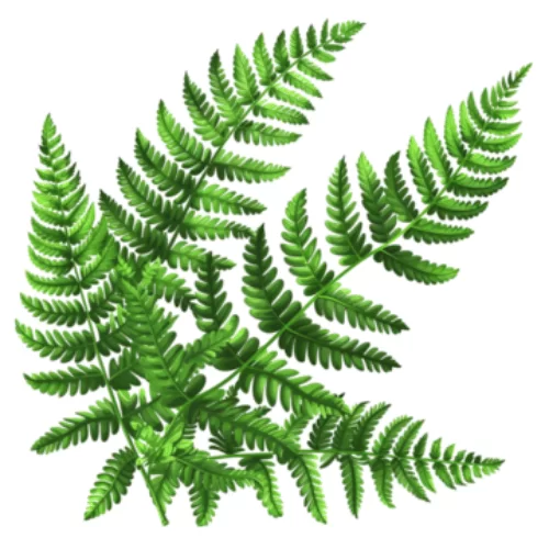 Cây Dương Xỉ Cây Dương Xỉ