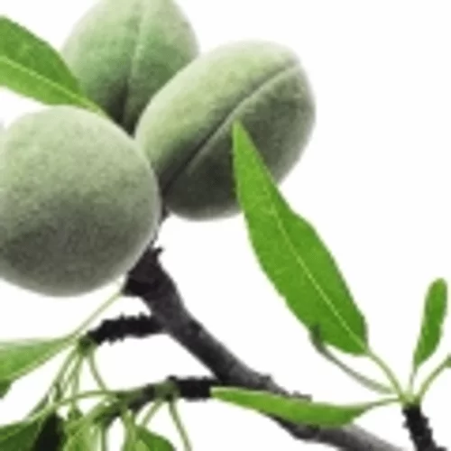 Cây Hạnh Nhân Cây Hạnh Nhân