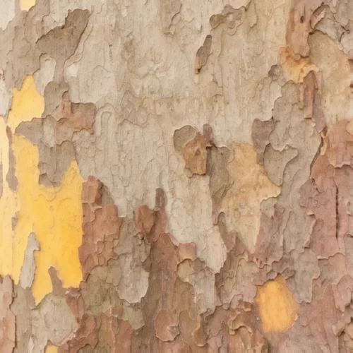 Cây Sung Dâu Cây Sung Dâu