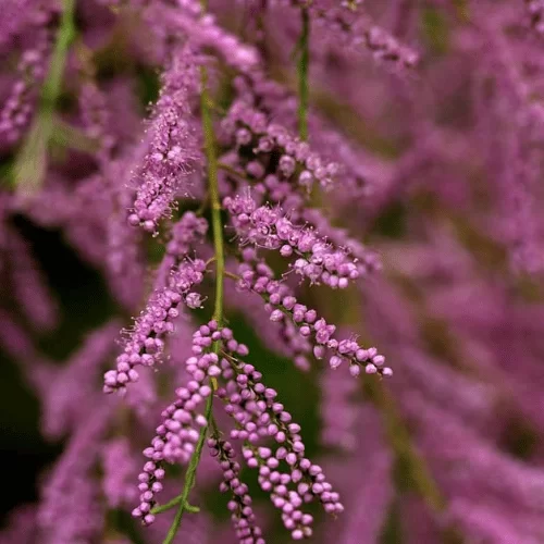 Cây Tuyết Tùng Muối Cây Tuyết Tùng Muối