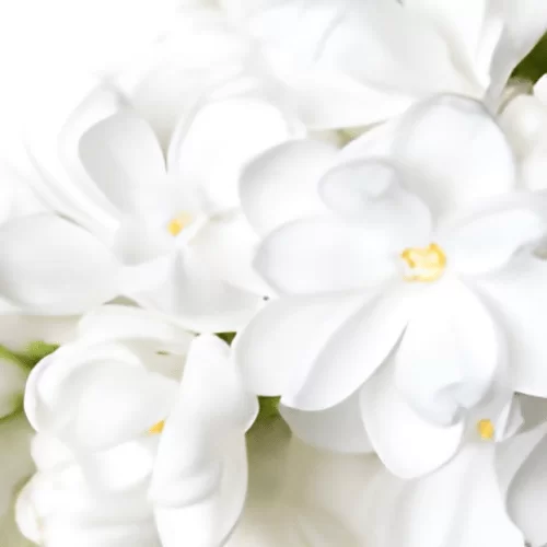 Chất Hoá Học Paradisone Chất Hoá Học Paradisone