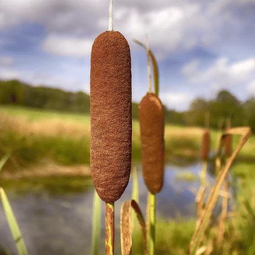 Cỏ Bấc/Lau Sậy Nước Cỏ Bấc/Lau Sậy Nước