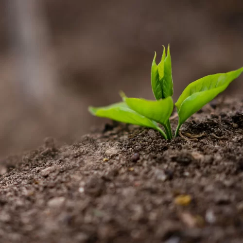 Cồn Đất Cồn Đất