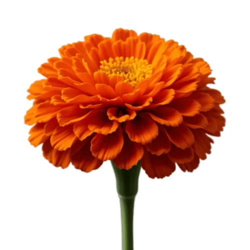 Cúc Vạn Thọ Châu Phi Cúc Vạn Thọ Châu Phi