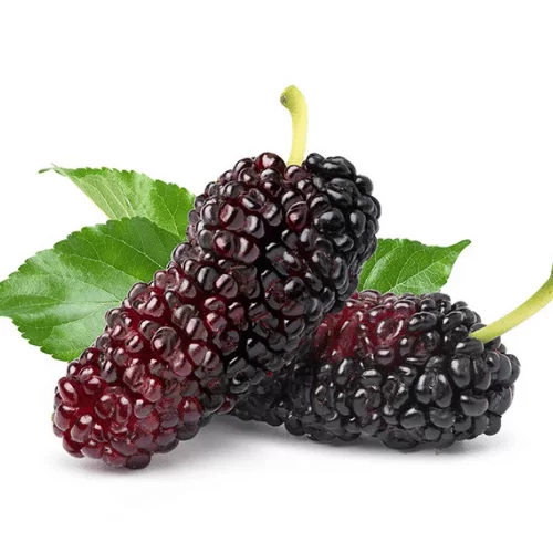 Dâu Tằm Dâu Tằm