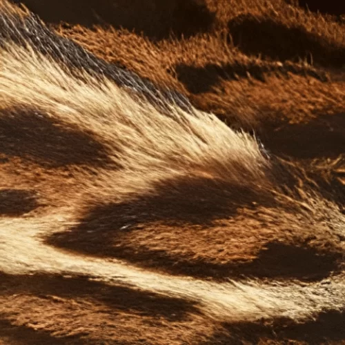 Nốt Hương Động Vật Nốt Hương Động Vật