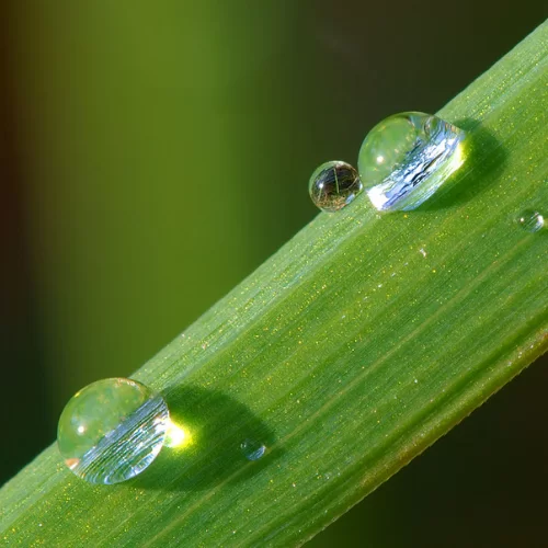 Giọt Sương Giọt Sương