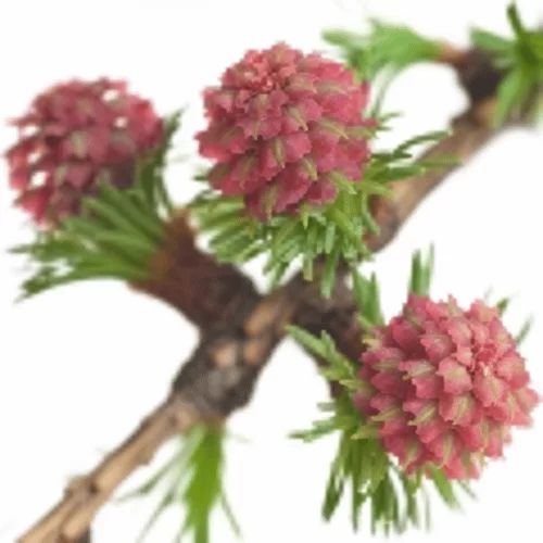 Gỗ Thông Rụng Lá Gỗ Thông Rụng Lá