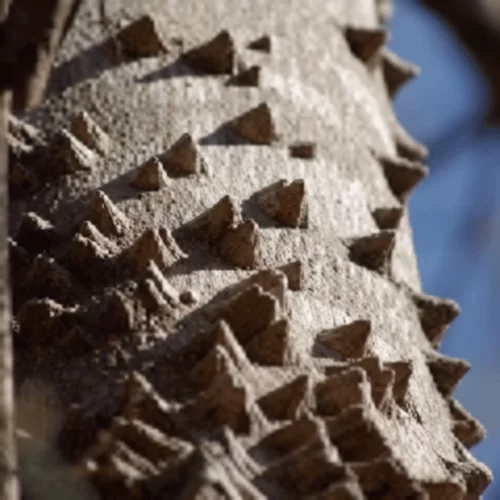 Gỗ Tiêu Gỗ Tiêu