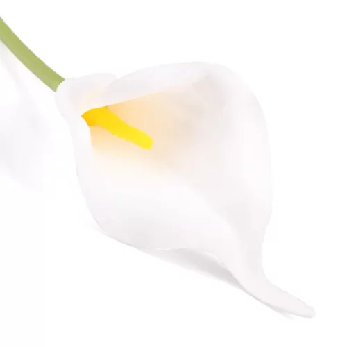 Hoa Cà Độc Dược Hoa Cà Độc Dược