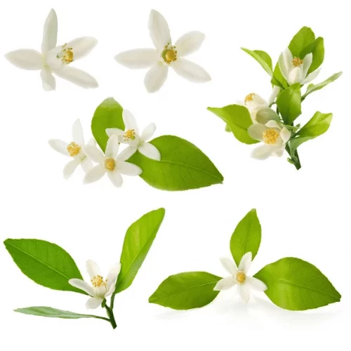 Hoa Cam Bergamot Hoa Cam Bergamot