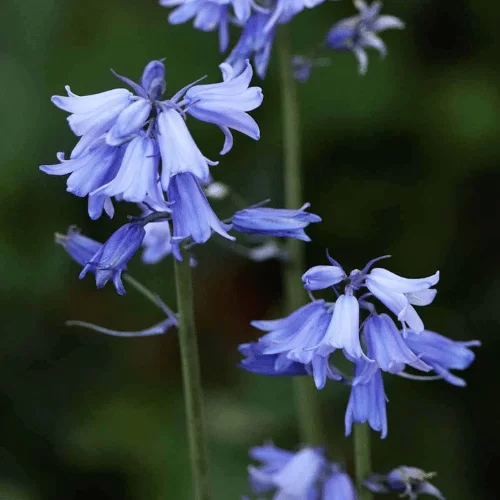 Hoa Chuông Xanh Hoa Chuông Xanh