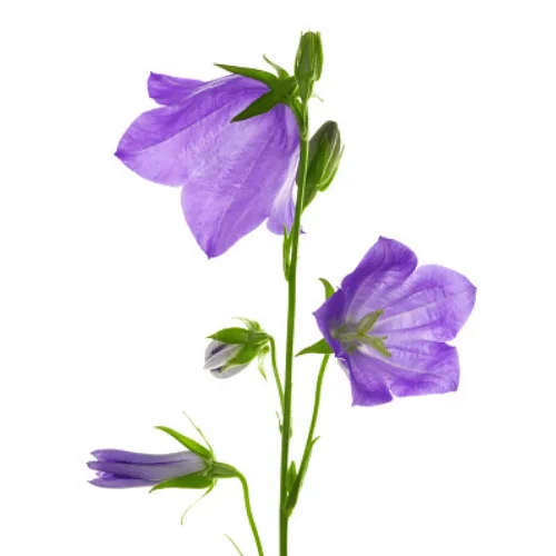 Hoa Chuông Hoa Chuông