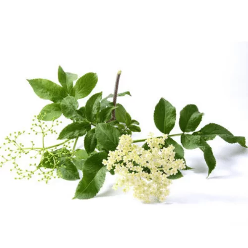 Hoa Cơm Cháy Hoa Cơm Cháy