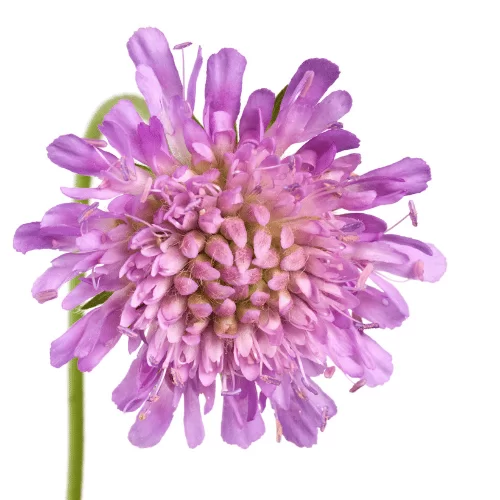 Hoa Cúc Lam Dại Hoa Cúc Lam Dại