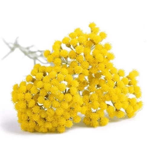 Hoa Cúc Nhung Hoa Cúc Nhung