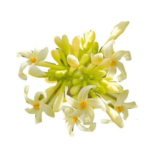 Hoa Đu Đủ Hoa Đu Đủ