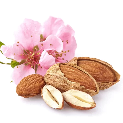 Hoa Hạnh Nhân Hoa Hạnh Nhân