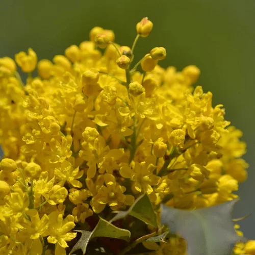 Hoa Hoàng Liên Gai