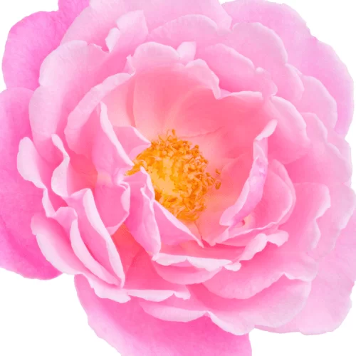 Hoa Hồng Taif Hoa Hồng Taif