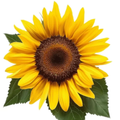 Hoa Hướng Dương Hoa Hướng Dương