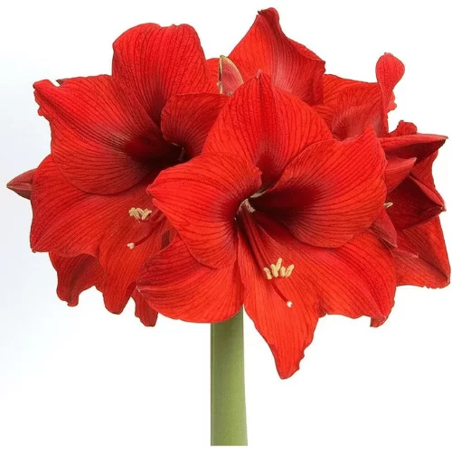 Hoa Loa Kèn Đỏ Hoa Loa Kèn Đỏ