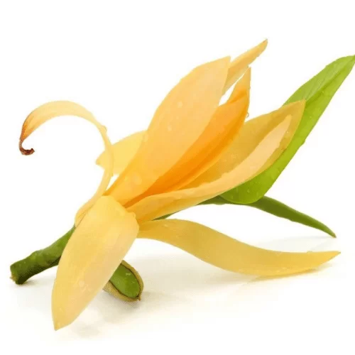 Hoa Ngọc Lan Vàng Hoa Ngọc Lan Vàng