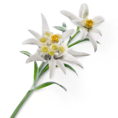 Hoa Nhung Tuyết Hoa Nhung Tuyết