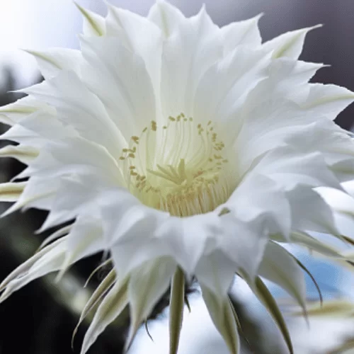 Hoa Quỳnh Nở Đêm Hoa Quỳnh Nở Đêm