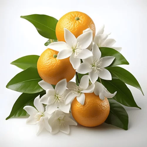 Hoa Quýt Hồng Hoa Quýt Hồng