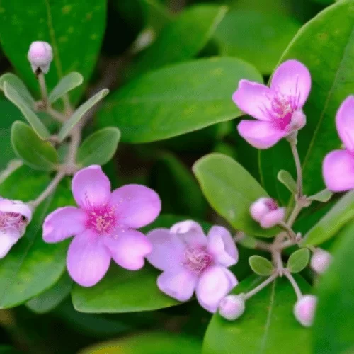 Hoa Tháng Năm Hoa Tháng Năm