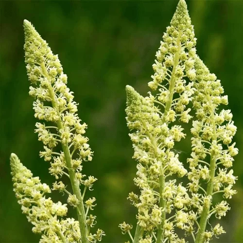 Hoa Thanh Ngọc Hoa Thanh Ngọc