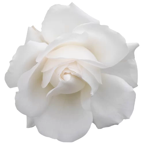 Hoa Trắng Hoa Trắng