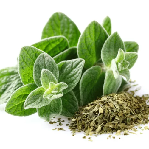 Kinh Giới Ngọt Kinh Giới Ngọt