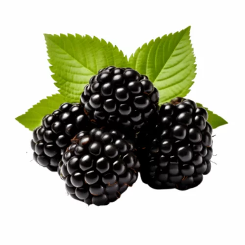 Lá Mâm Xôi Lá Mâm Xôi