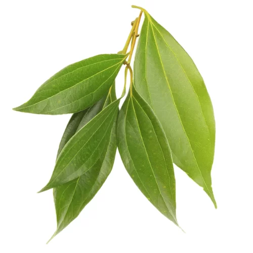 Lá Quế