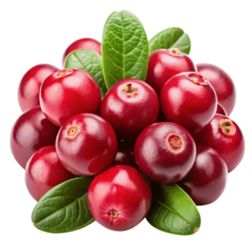 Nam Việt Quất Nam Việt Quất