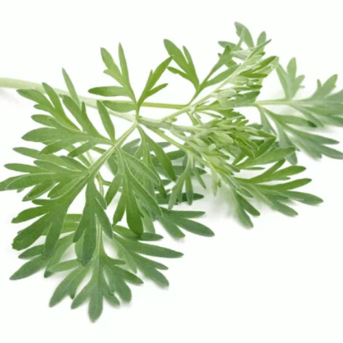 Ngải Đắng Ngải Đắng