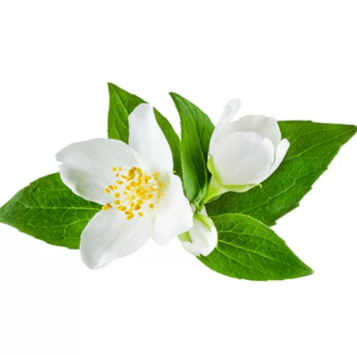 Nhài Cam Nhài Cam