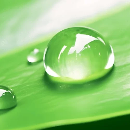 Nhựa Cây Xanh Nhựa Cây Xanh