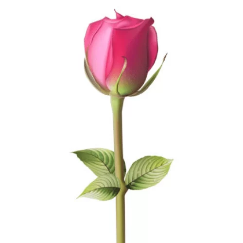 Nụ Hồng Nụ Hồng