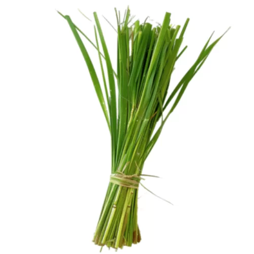 Sả Hoa Hồng Sả Hoa Hồng