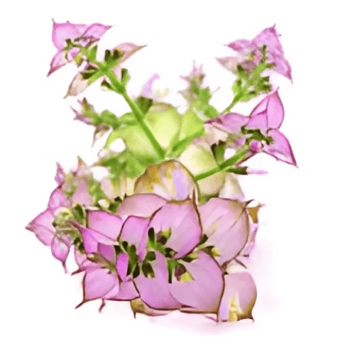 Sclarene Sclarene