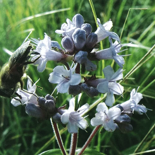 Xạ Hương Jatamansi Xạ Hương Jatamansi